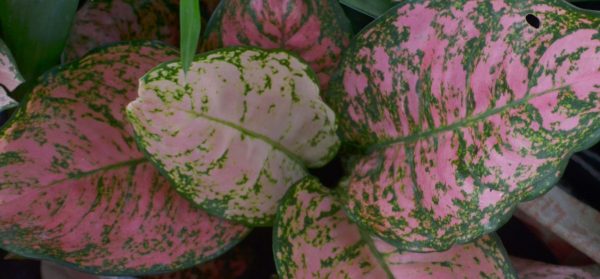 Pink Dumb Cane Flower Plant