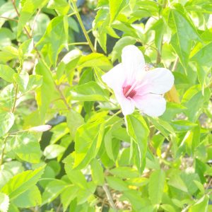 Hibiscus Flower plant