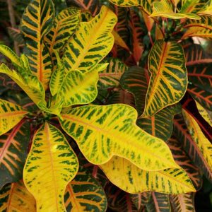 Croton Plant