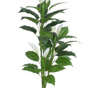 Tall Anthurium Plant