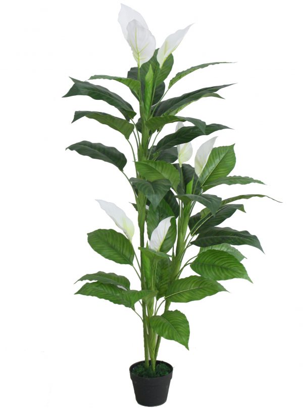 Tall Anthurium Plant