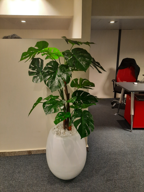 Mid Monstera Plant and Egg Pot
