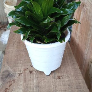 buy live dracaena plant in lagos