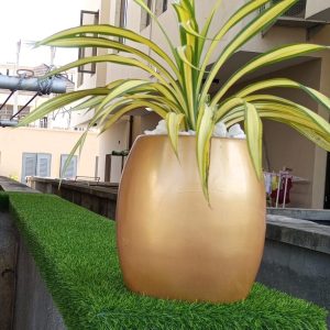 buy indoor and outdoor plants in Nigeria