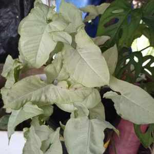 Buy houseplant in lagos
