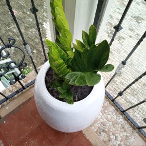 Buy zeezee plant in nigeria - Indoor plants in nigeria