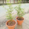 buy bamboo plant in lagos