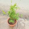 where to buy live bamboo plant in lagos