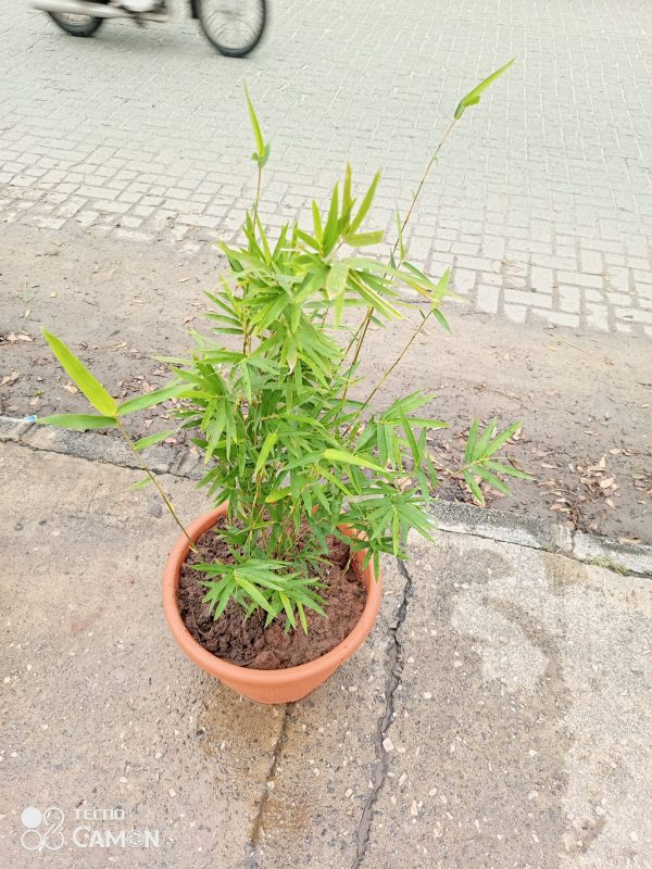 where to buy live bamboo plant in lagos