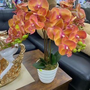 buy orchid plant in nigeria