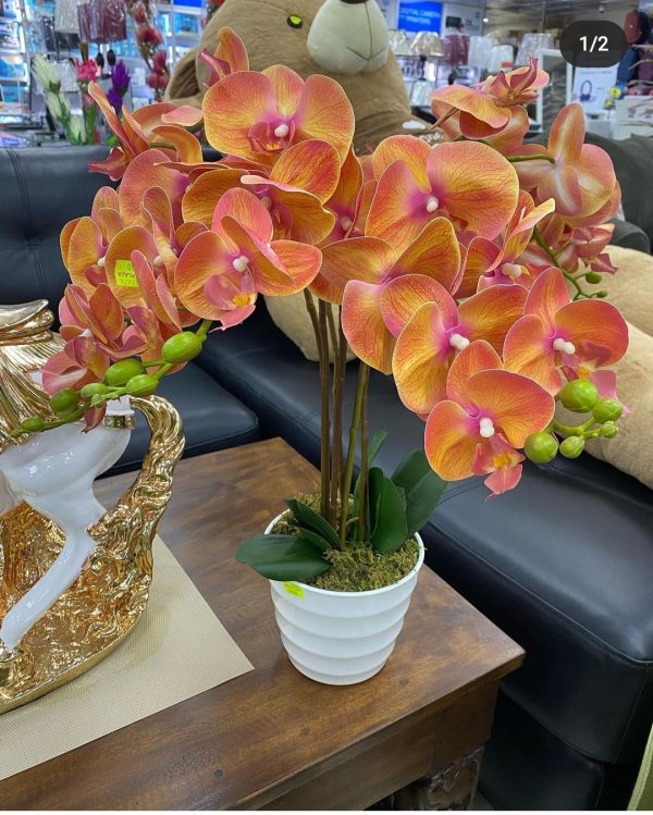 buy orchid plant in nigeria